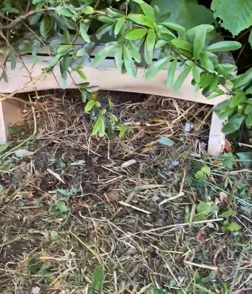 Habitat du hérisson
