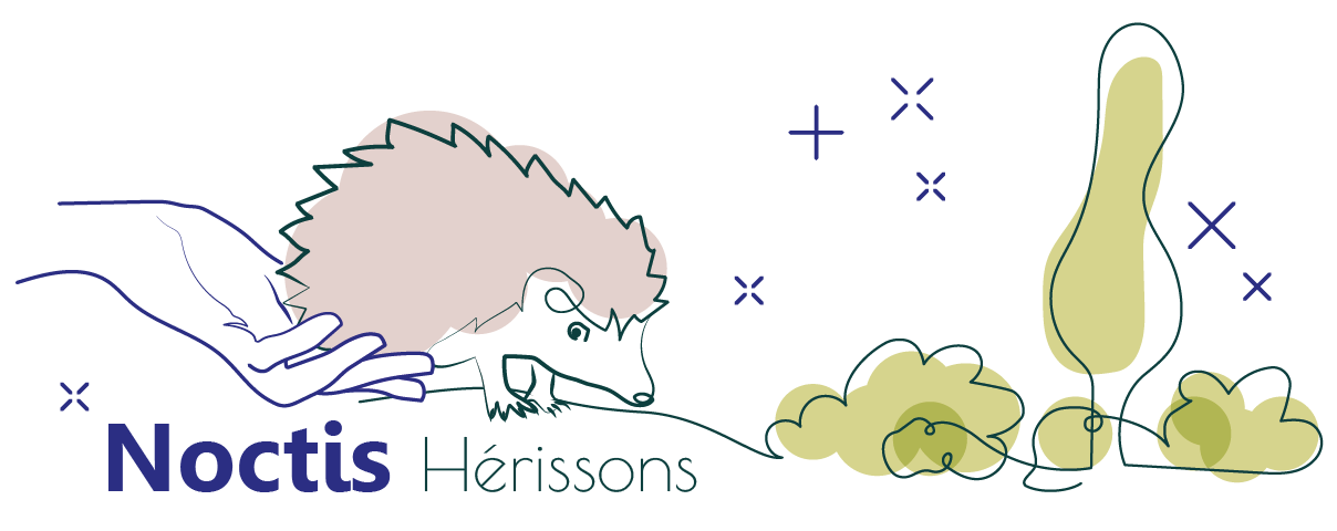 Noctis hérisson