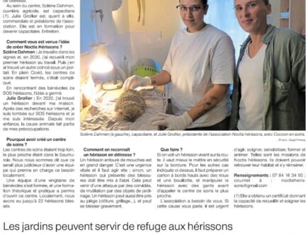 Les hérissons blessés ont leur centre de soins